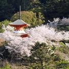 宮島の桜が見頃へ、満開ピークは今週いっぱい
