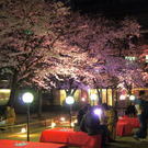 10日間の夜桜ライトアップ！広島の桜スポット 縮景園が夜間特別開園