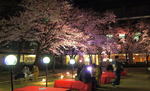 10日間の夜桜ライトアップ！広島の桜スポット 縮景園が夜間特別開園