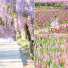 ふじとルピナスまつり開催、7日間限定ライトアップで非日常体験