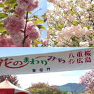 7日間限定「花のまわりみち 広島」、八重桜の園へ