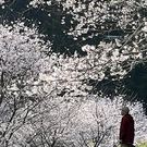 【驚いた】穴場の桜スポット！岩国市美和エリアの「さくら街道」がヤバかった