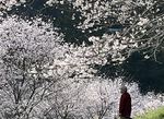 【驚いた】穴場の桜スポット！岩国市美和エリアの「さくら街道」がヤバかった