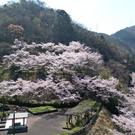 弥栄ダムの桜が満開！小瀬川の桜が見頃へ（広島県大竹市）
