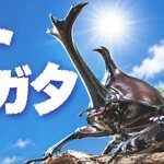 世界のカブト・クワガタ40種以上が集結！「カブト・クワガタ2026」広島市森林公園で夏の企画展