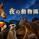 福山で2026「夜の動物園」嬉しい夜間開園・夜の動物に会いに行こう！名前は「タカオ福山動物園」に