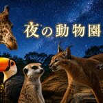 福山で2026「夜の動物園」嬉しい夜間開園・夜の動物に会いに行こう！名前は「タカオ福山動物園」に