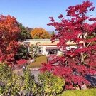 広すぎ！見応えがスゴい紅葉スポット、広島県緑化センターで「もみじ祭り」始まる