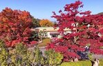 広すぎ！見応えがスゴい紅葉スポット、広島県緑化センターで「もみじ祭り」始まる