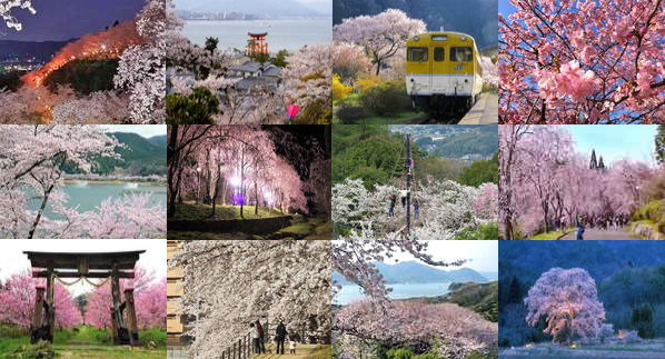 広島の桜特集