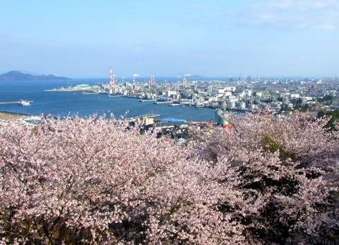 大竹市 亀居公園の桜が満開！城跡からの展望が気持ちいい桜スポット
