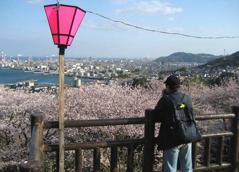 亀居公園の桜、亀井城跡の展望エリアから