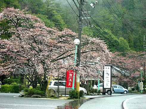 広島 小瀬川温泉 桜の景色