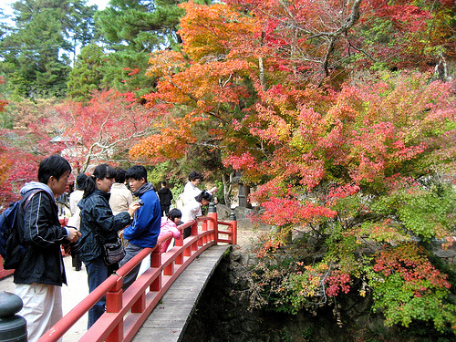宮島 紅葉谷公園（もみじ谷公園）赤や黄色で色づき、観光客うっとり