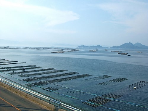 広島 牡蠣 画像6