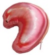 臓器ポーチ 胃
