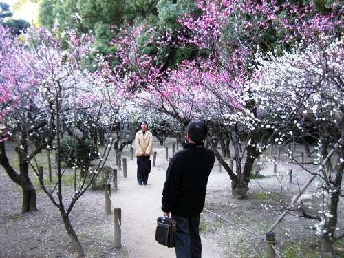 広島 梅の花の見頃は、3月中旬まで
