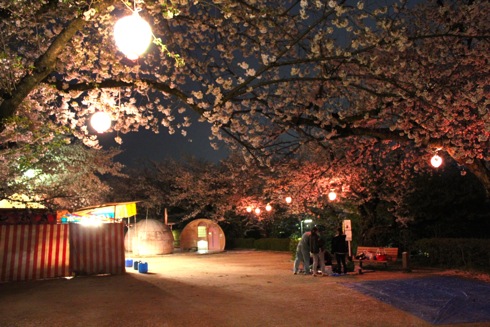 江波山公園の桜が満開！夜桜も楽しめる