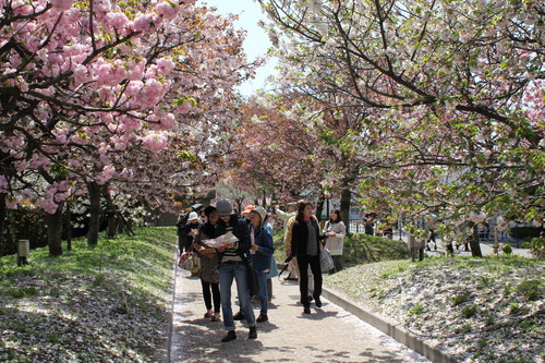 広島造幣局 花のまわりみち（通り抜け）59種の八重桜が咲き乱れ