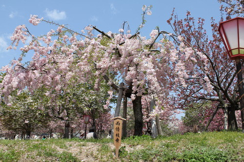 広島 造幣局 花のまわりみち 画像16