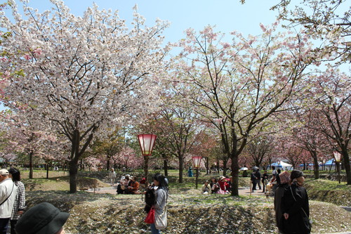 広島 造幣局 花のまわりみち 画像22