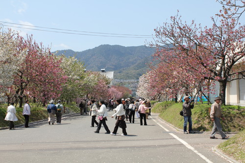 広島 造幣局 花のまわりみち 画像6