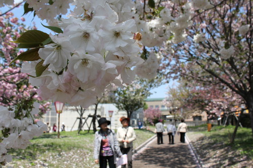 広島 造幣局 花のまわりみち 画像9