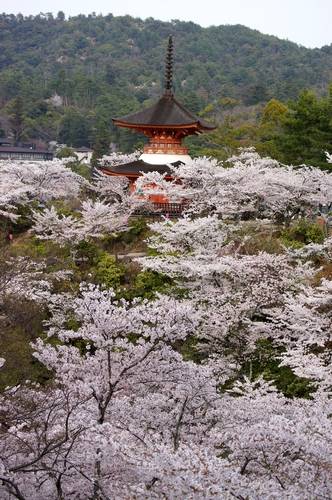 宮島も桜が満開、多宝塔