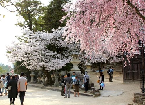 宮島の景色と桜を楽しむ人々