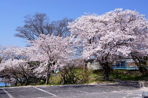 ちゅーピーパークの桜、満開の様子