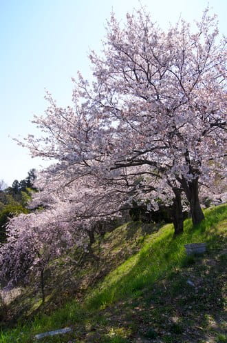 ちゅーピーパークの桜、満開の様子