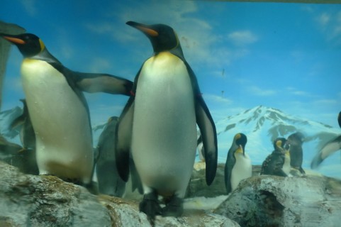 宮島水族館、いよいよ8月1日 リニューアルオープン!入館料や営業時間など