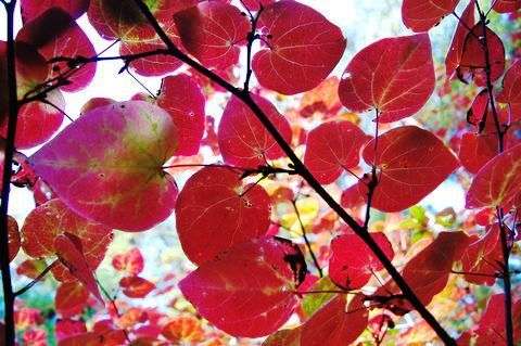 ハートの形が可愛いベニマンサク、おおの自然観察の森で紅葉がみごろ