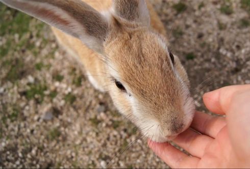 うさぎ島 大久野島 エサを食べるウサギ