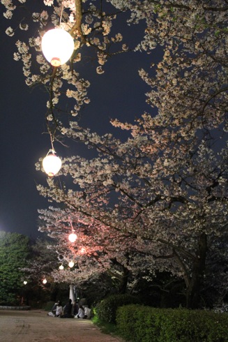 江波山公園の桜 画像4