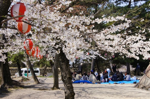 福山城の桜(お花見スポット) 画像2