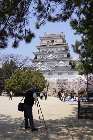 福山城の桜(お花見スポット) 画像3