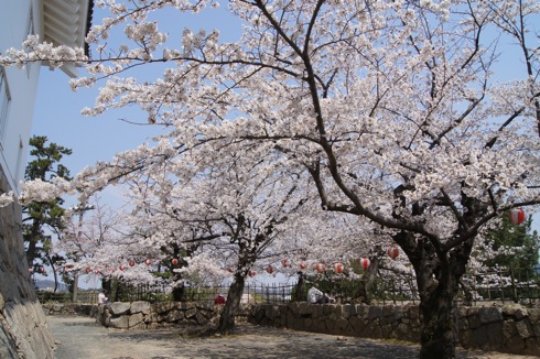 福山城の桜(お花見スポット) 画像7