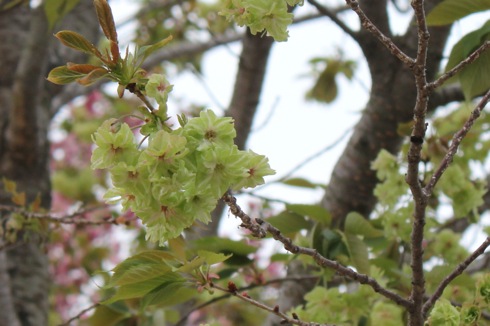 広島 造幣局の桜の通り抜け(花のまわりみち)2012 今年の桜