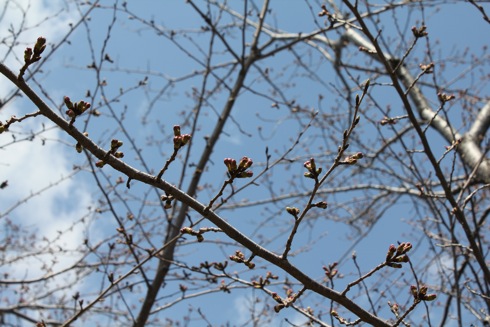 廿日市市 桜まつり2012の画像 5