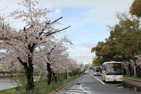 広島平和公園 桜の画像6
