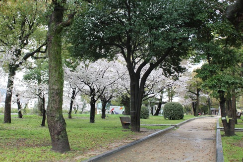 広島平和公園 桜の画像9
