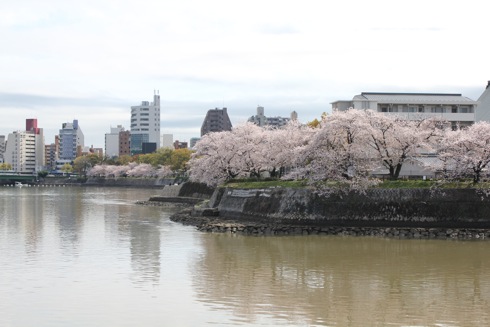 広島市内の川沿いの桜 散歩道 画像