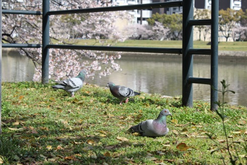 広島市内の川沿いの桜 散歩道 画像2