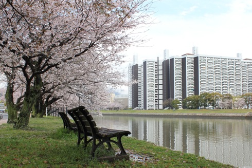 広島市内の川沿いの桜、太田川や本川は歩いて楽しんで