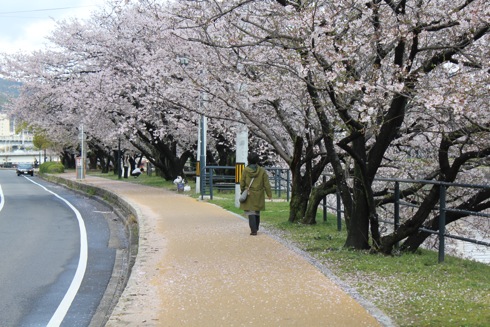 広島市内の川沿いの桜 散歩道 画像5