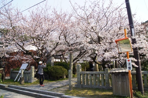 大崎下島 御手洗(広島)の天満神社の桜 画像2