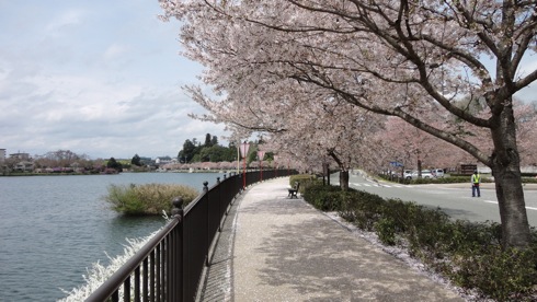 庄原市 上野公園の桜、上野池の遊歩道を散歩しながら