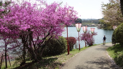 庄原市 上野公園の桜 画像6