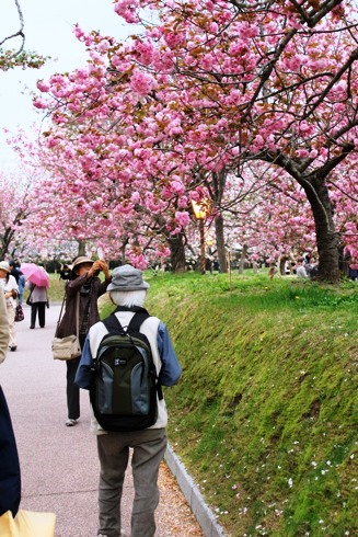 広島 造幣局の桜の通り抜け(花のまわりみち)2012 画像2